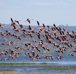 Flock of flamingo