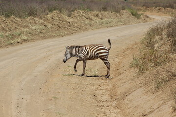 zebra crossing the road
