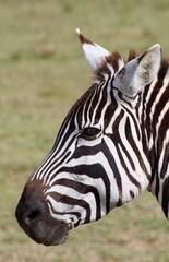 Zebra in the wild