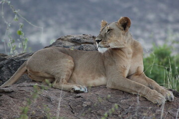 Lioness in the wild