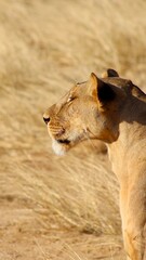 Lioness in the wild