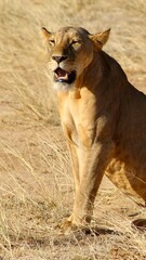 Lioness in the wild