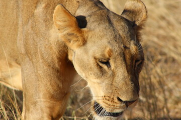 Lioness in the wild