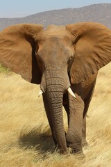 Elephants in the wild