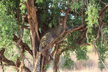 Jaguar in the wild