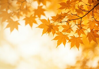 Golden maple leaves glow in the warm autumn sunlight