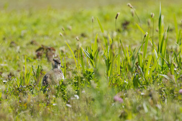 Lapwing chick between flowers, young lapwing chick still in fluff, lapwing hidden between tall blades of grass and ribwort plantain, sunny day, wild meadow, Vanellus vanellus