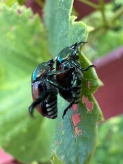 Japanese beetle (Popillia japonica) mating