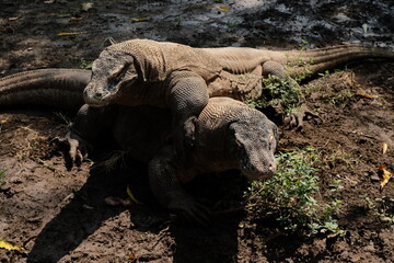 galapagos land iguana