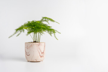 Baby Asparagus Fern houseplant in a marbled ceramic pot on white background, ideal for decor,...