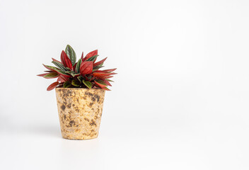Red and green Peperomia plant in rustic pot on white background, perfect for modern indoor decor.
