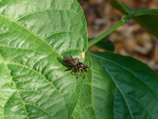 A predatory yellow and black robber fly perched on a vibrant green leaf in bright sunlight