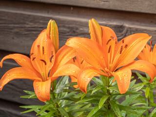Close-up of blooming orange lilies with water droplets on petals, outdoor setting
