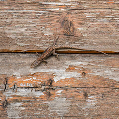 Wall lizard observing on an old wooden garden shed. Podarcis muralis, Touraine, Indre et Loire 37, région Centre Val de Loire, France, European Union, Europe