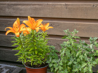 Orange daylilies in bloom with dew on petals, rustic wood background in garden scene

