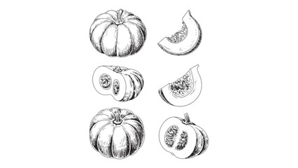 Human Liver Anatomy Outline Illustration for Medical Education and Healthcare Awareness