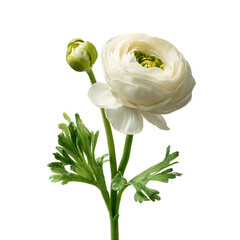 Single white ranunculus flower with a bud and leaf, artificial. background removed