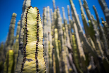 Cacti in the Teide Natural Park in Tenerife.