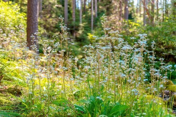Delicate light-blue wildflowers in a sunlit forest