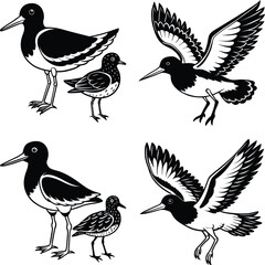 Set of American oystercatcher Clipart - American oystercatcher Vector illustration
