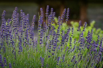 Lavender (lavandula officinalis). Blurred lavender flower background. Blooming fragrant lavender flowers in the cottage garden. 