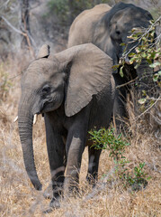 Elefant im Busch vom Krüger National Park - Kruger Nationalpark Südafrika