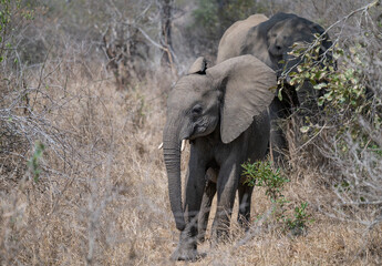 Elefant im Busch vom Krüger National Park - Kruger Nationalpark Südafrika