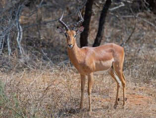 Impala im Busch vom Krüger National Park - Kruger Nationalpark Südafrika