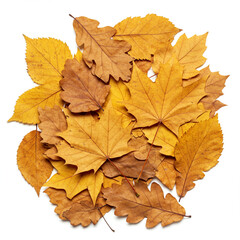 Fototapeta premium Photorealistic Pile of Autumn Leaves Isolated on White Background in 8K Resolution.