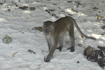 Long-tailed macaque monkey foraging on a white sandy beach of Monkey island, Thailand. 