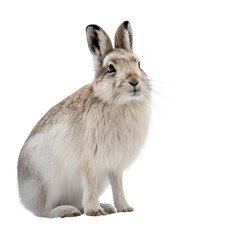 Obraz premium A close-up of a snowshoe hare sitting on a black background. The hare has a thick, white fur coat and large ears, showcasing its distinctive features.