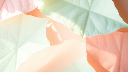 pink rose petals on white background