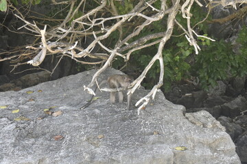 Long-tailed macaque monkey foraging on a white sandy beach of Monkey island, Thailand. 