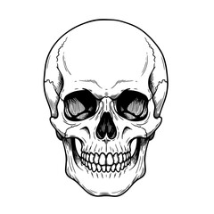 Human skull isolated on transparent or white background, vector illustration, perfect for halloween, tattoo design, or medical graphics.