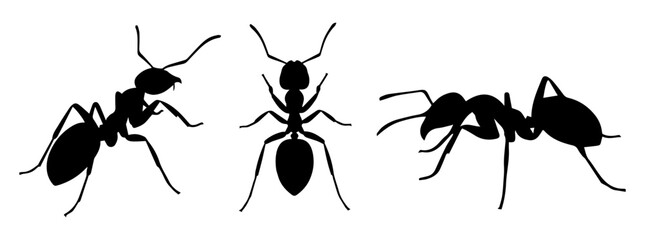 Set of ants black silhouettes isolated on transparent or white background, vector illustration.