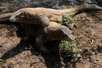 galapagos land iguana