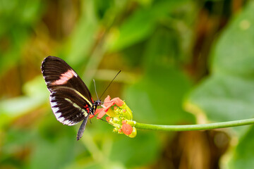 butterfly on a flower