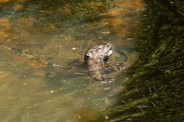 small river otter