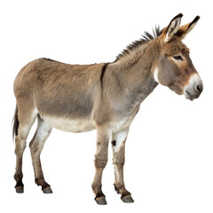 A brown donkey stands calmly against a plain transparent background