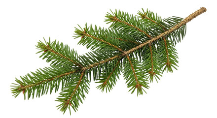 Isolated Fir Tree Branch, Evergreen and Festive