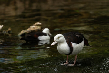 ducks in a stream