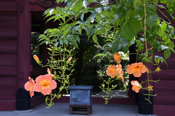 鎌倉　妙本寺　ノウゼンカズラと二天門