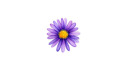 Single purple aster flower with yellow center isolated on transparent background
