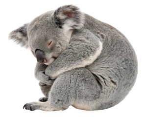 Naklejka premium A cute and cuddly koala is sleeping peacefully, curled up in a ball of soft, grey fur on a transparent background