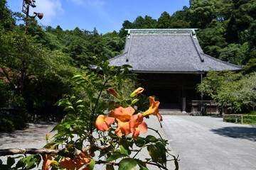 鎌倉　妙本寺　祖師堂とノウゼンカズラ