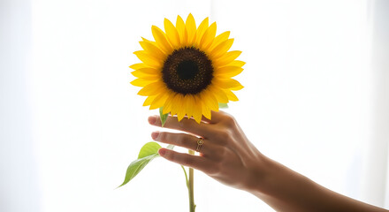 Close-up of a hand holding a vibrant sunflower against a bright white background showcasing natural beauty and floral elegance for spring or summer themes