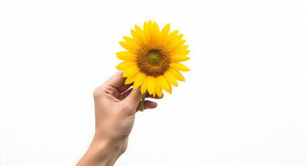 Close-up of a hand holding a vibrant sunflower with bright yellow petals and green leaves against a plain white background for floral decoration and nature themes