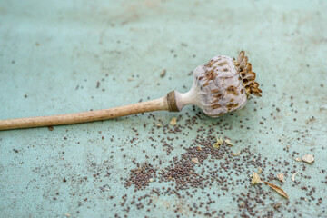Single Poppy flower seed head, surrounded by many poppy seeds.