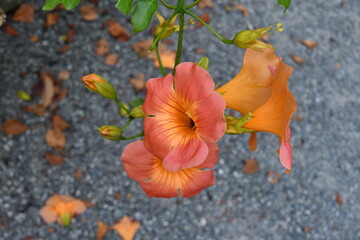 鎌倉　妙本寺　ノウゼンカズラ
