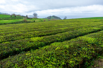 Tea plantation in São Miguel Island, Azores, Portugal. Lush green rows of tea plants under cloudy skies. Scenic agricultural landscape in the Atlantic.
